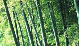 竹林小区新闻爆料视频,揭秘社区热点事件背后的真相