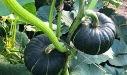 那些年吃瓜的网红叫什么,瓜田里的网红风云录