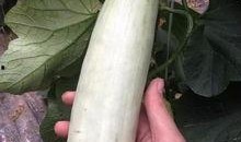 网红吃瓜视频在哪里看的,热门平台一览