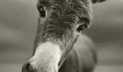 二驴爆料大全视频完整,视频内容深度解析