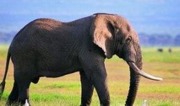 电视剧大象在线观看,揭秘网络剧背后的精彩故事