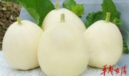 小七甜瓜乐园最新爆料