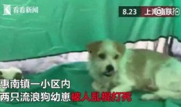 二狗爆料视频下载,幕后真相大曝光