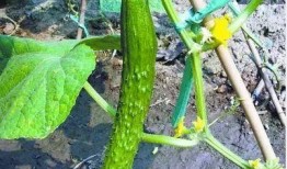 那些年吃瓜的网红叫什么,瓜田里的网红风云录