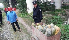 长葛吃瓜最新事件爆料是真的吗,最新爆料真相揭秘