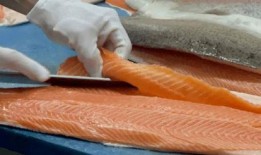 三文鱼最新爆料图片