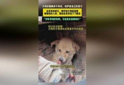 河南大狗爆料视频最新,揭秘背后惊人真相