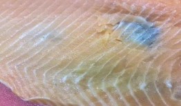 三文鱼最新爆料图片